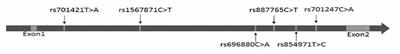 The rs696880 Polymorphism in the Nogo-A Receptor Gene (RTN4R) Is Associated With Susceptibility to Sporadic Amyotrophic Lateral Sclerosis in the Chinese Population